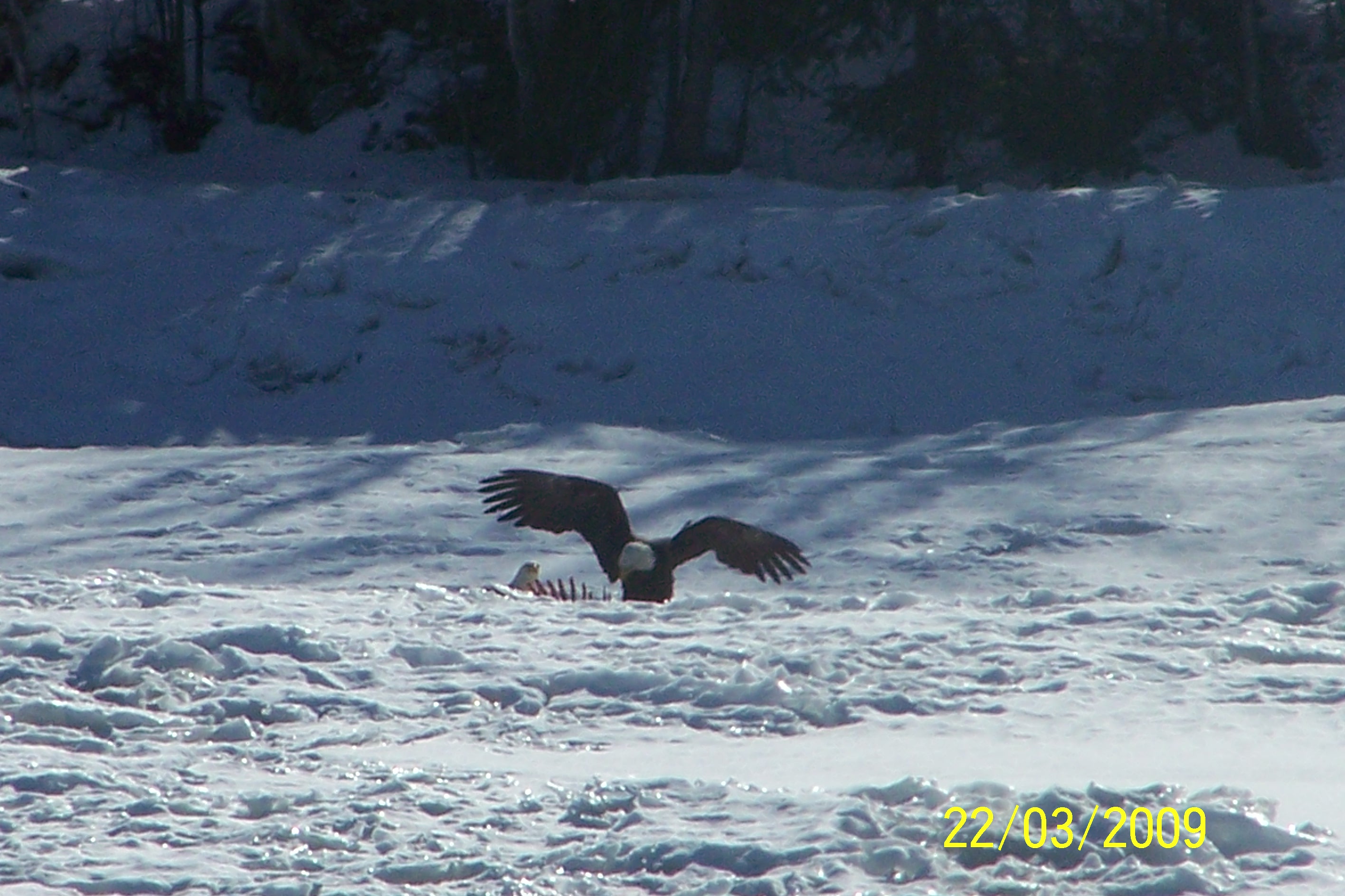 ouverture des ailes d un pygargue