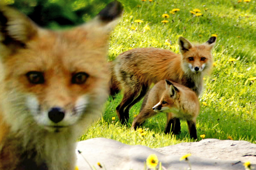 Renard