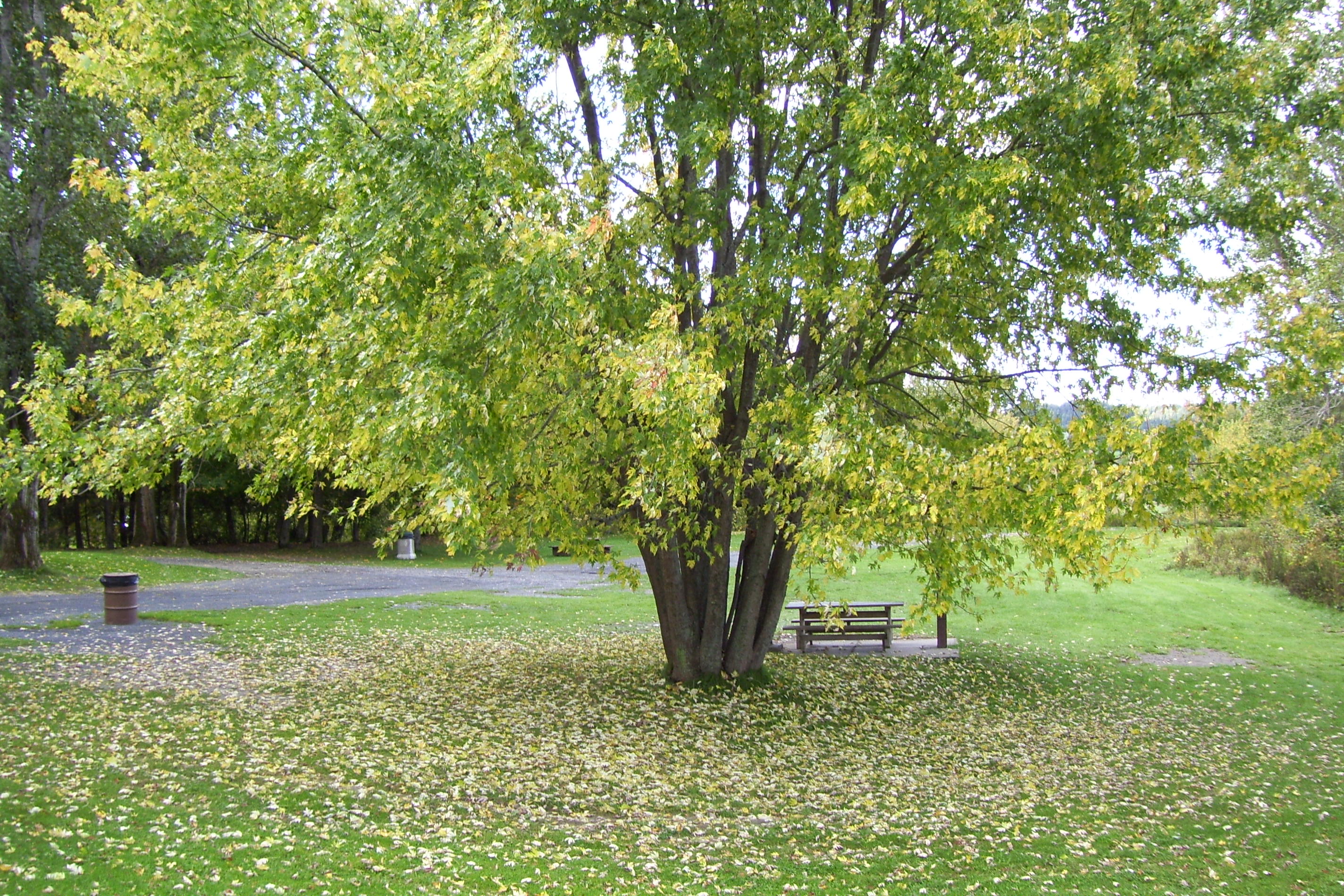 Beauté d'un parc