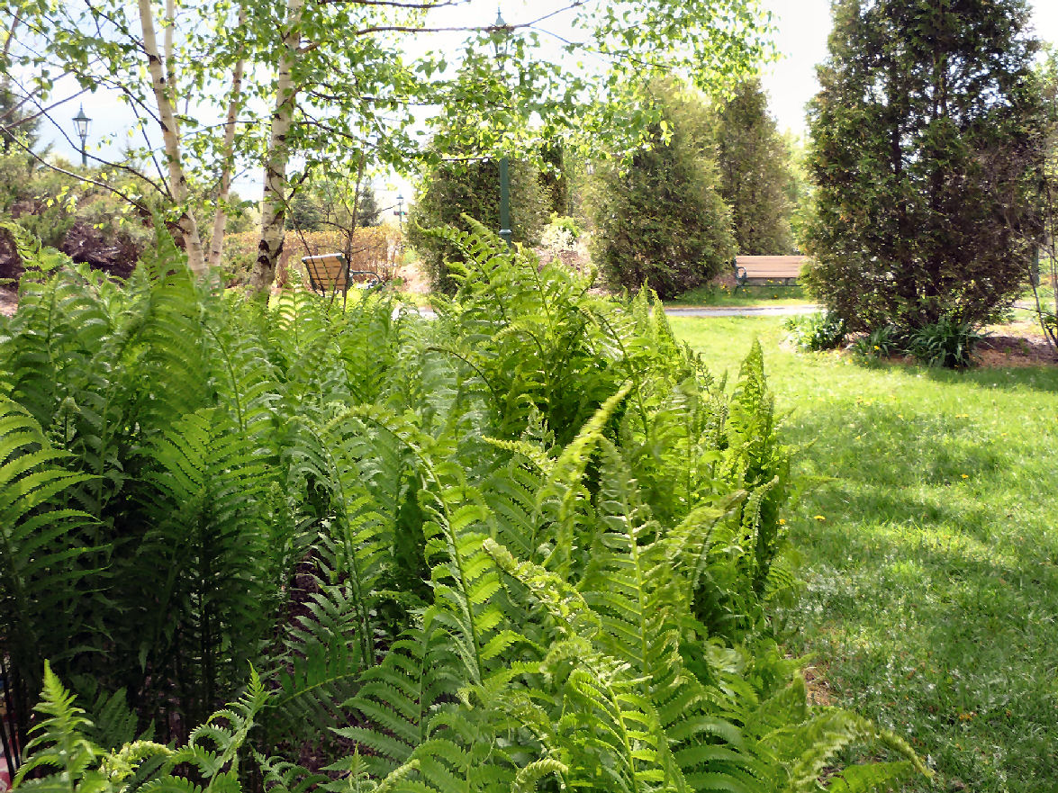 Arboretum