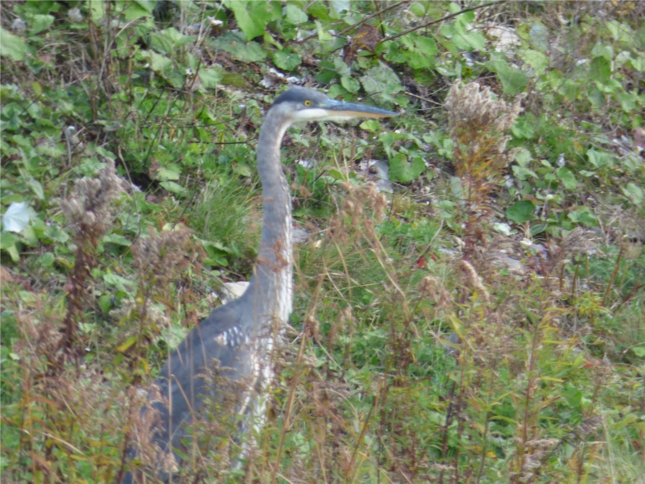 Camouflage