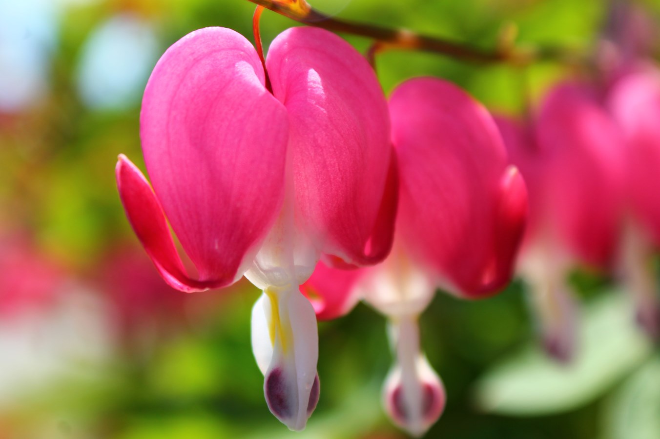un coeur saignant 