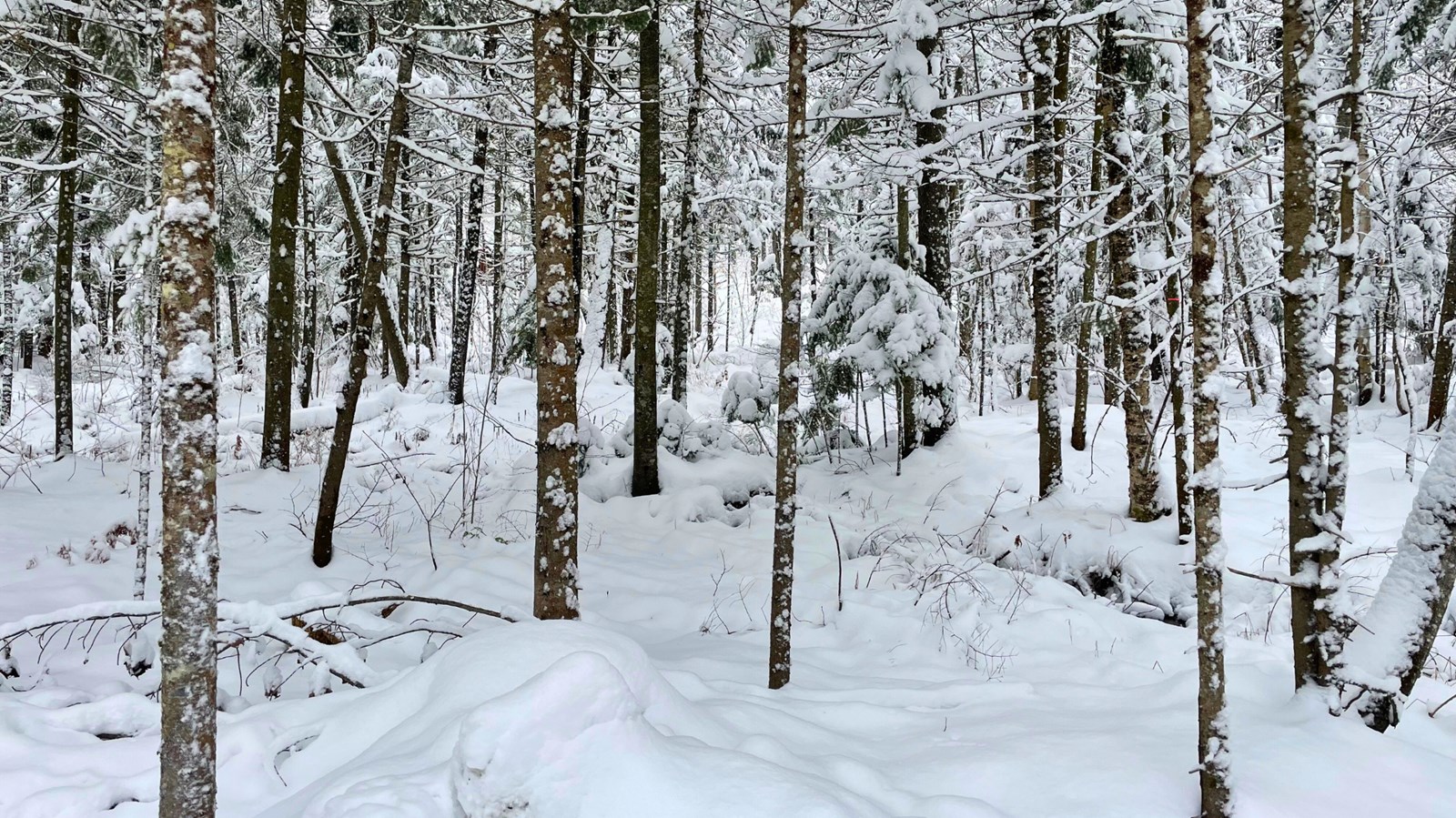 Paysage hivernale 1