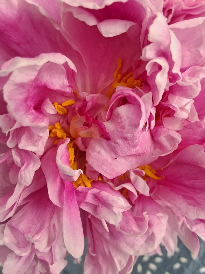 Pivoines